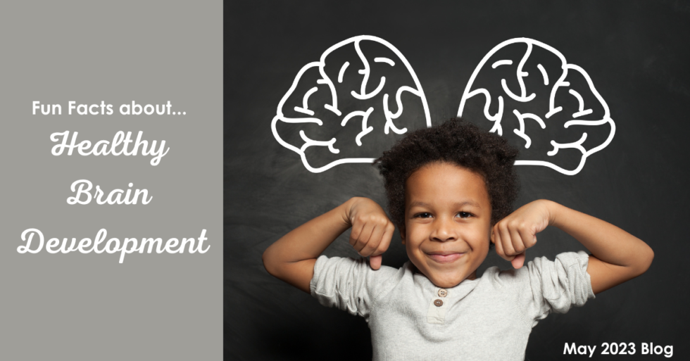 Fun Facts about Healthy Brain Development - Stretch -n- Grow